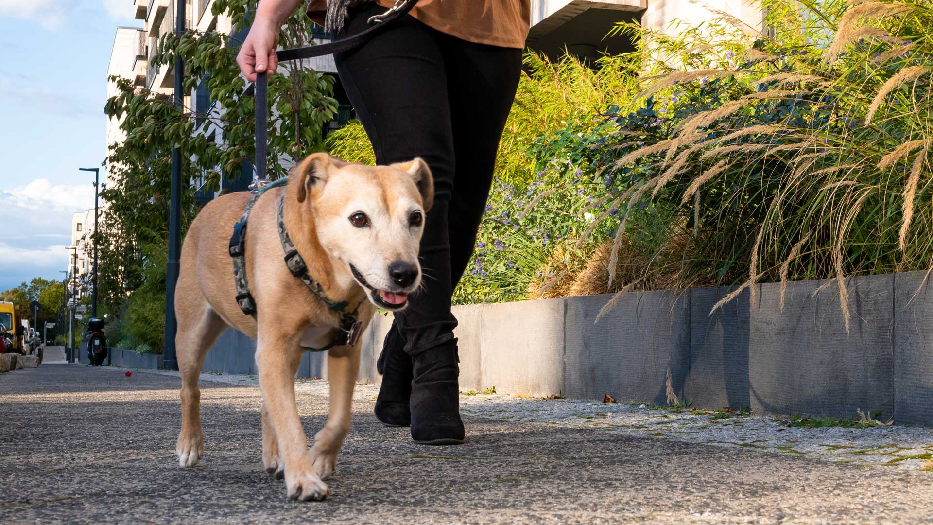 A senior dog goes for a walk with its owner on a city street in summer