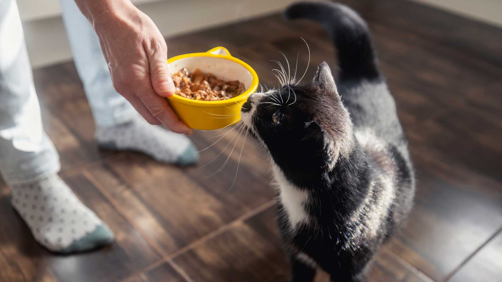 An owner gives his black and white cat a bowl of food