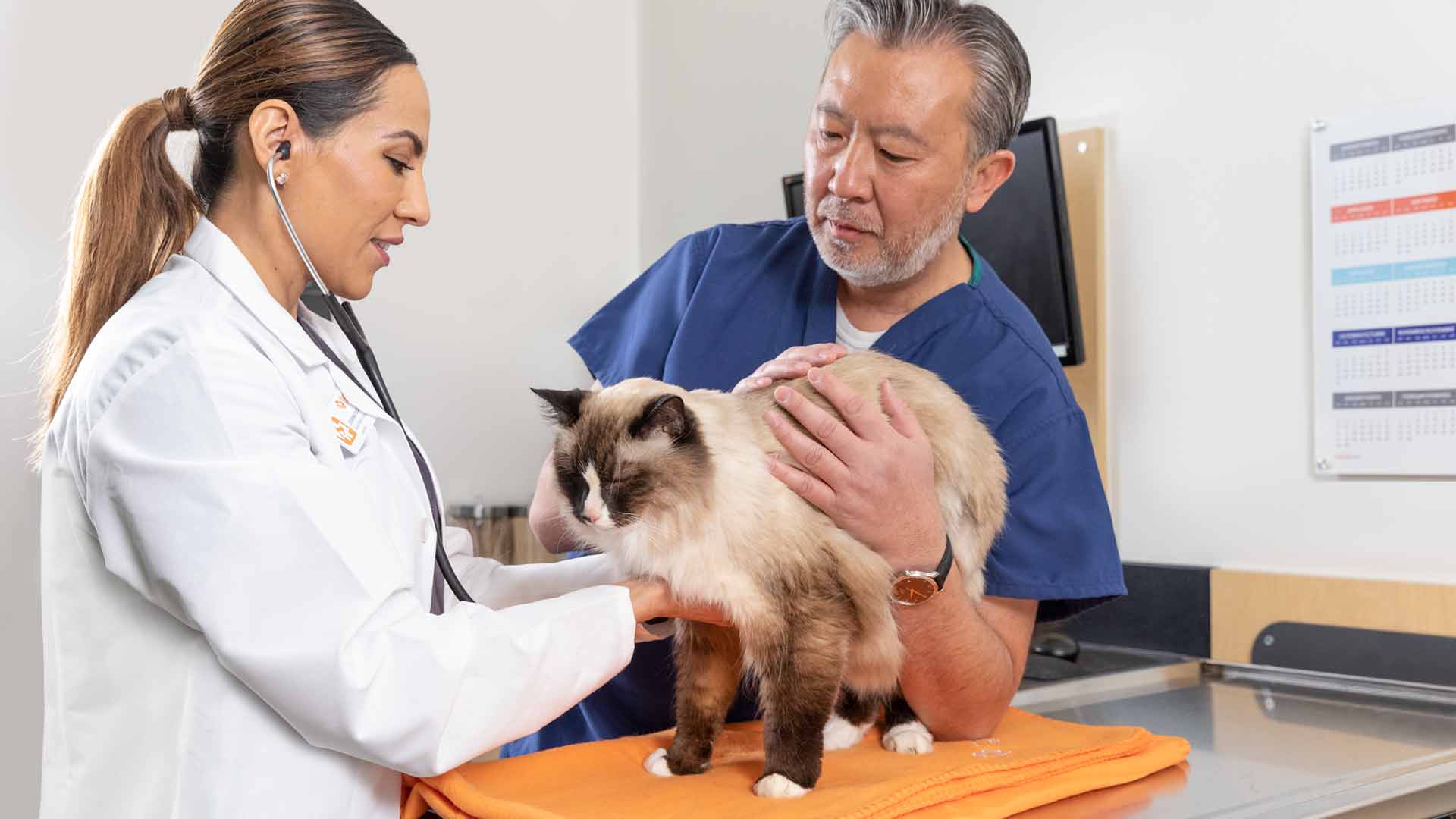 Veterinarian Jovanna Radillo examines a cat with the help of a vet assistant