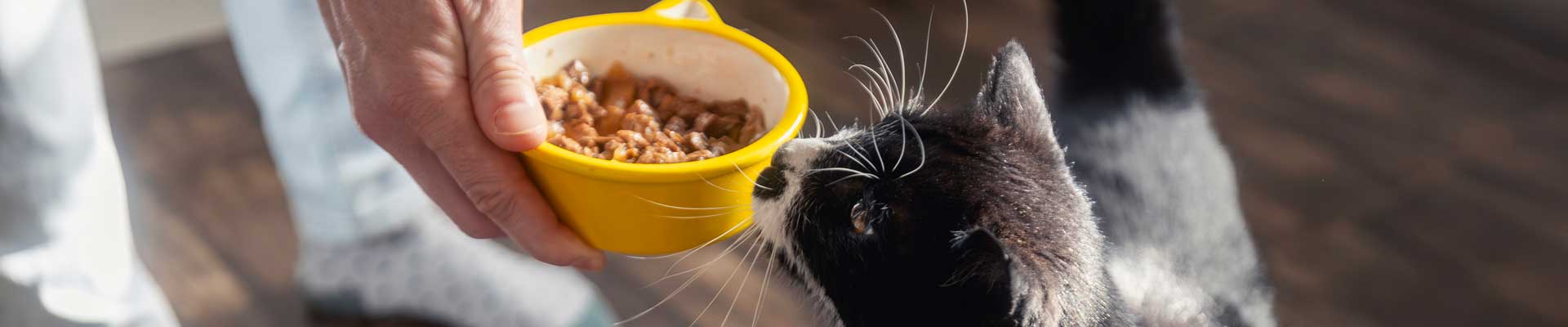 A black and white cat getting a yellow bowl of food from its owner