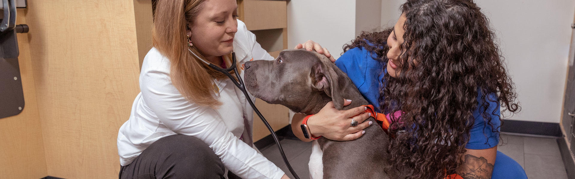 A veterinarian and vet tech examining a brown dog in an exam room