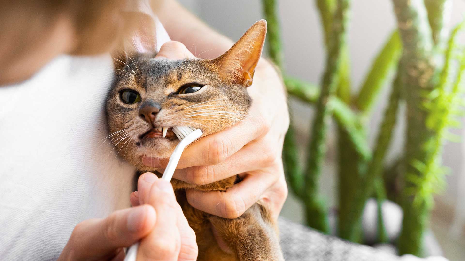 A Abyssinian cat gets its teeth brushed by their owner