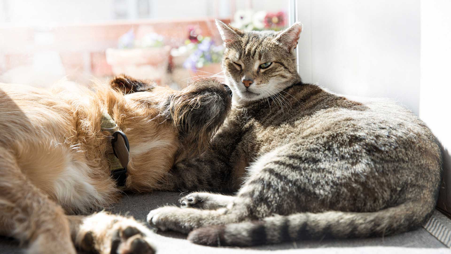 A Tabby cat and brown-haired dog laying in a window sill together