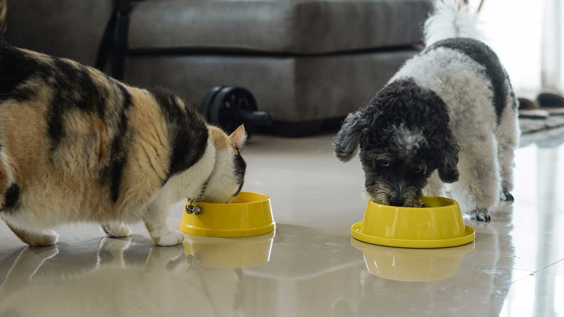 A brown-haired cat and white-haired dog eating beside each other