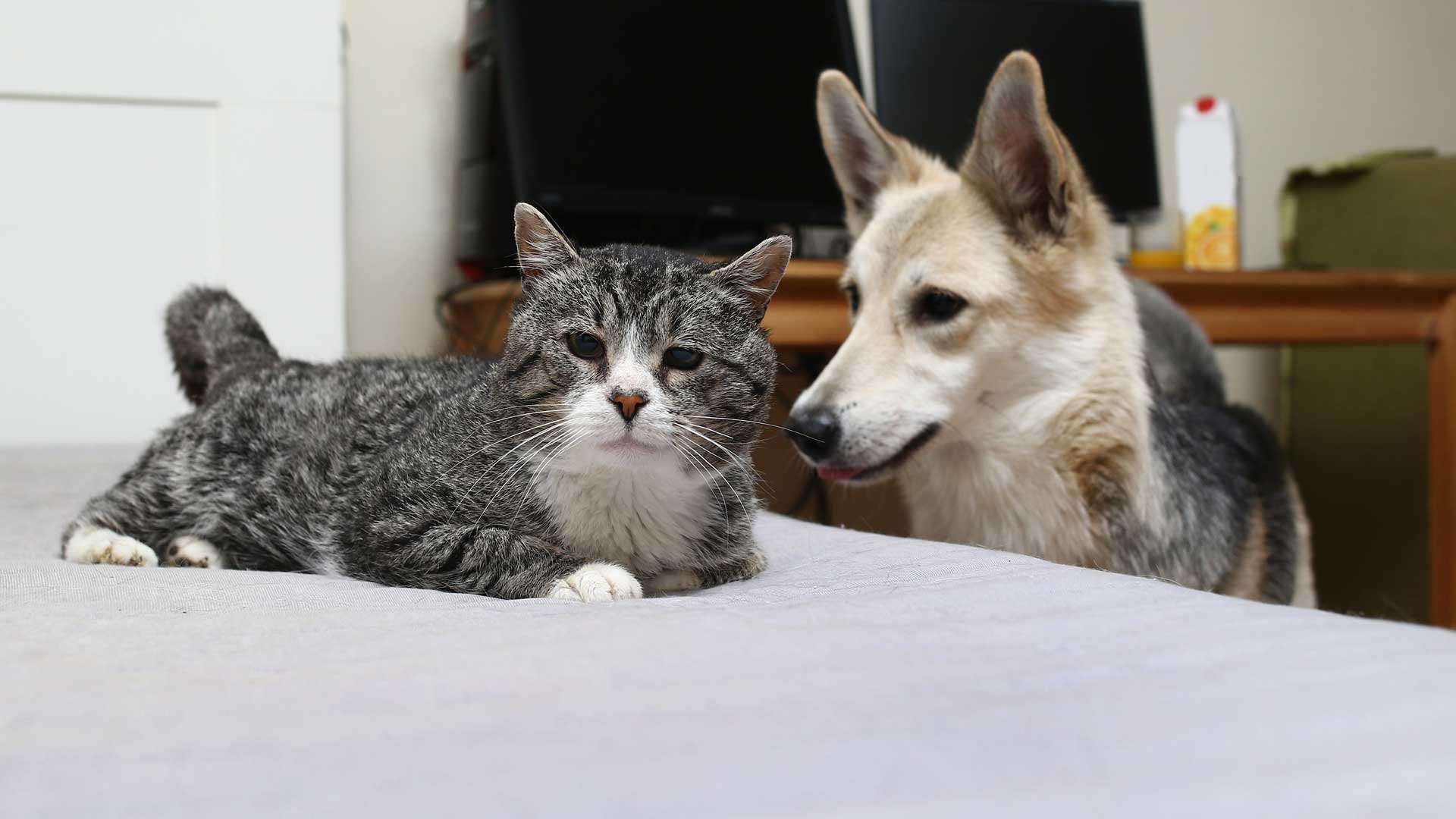A senior gray Tabby and a German Shepherd relax at home