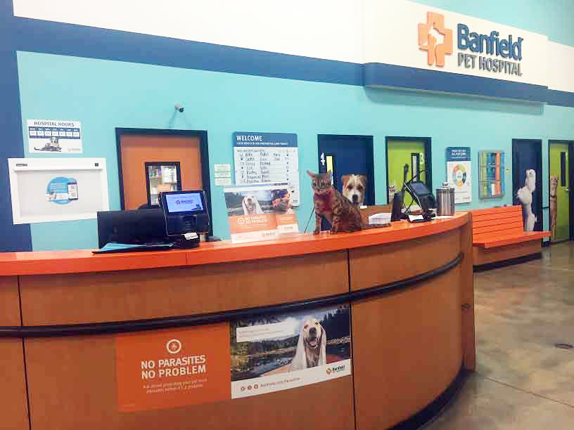 The Banfield Pet Hospital Flagler front desk and exam doors
