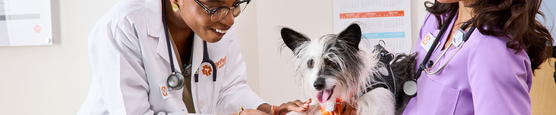 Two Banfield veterinary professionals examine a small black and white dog.