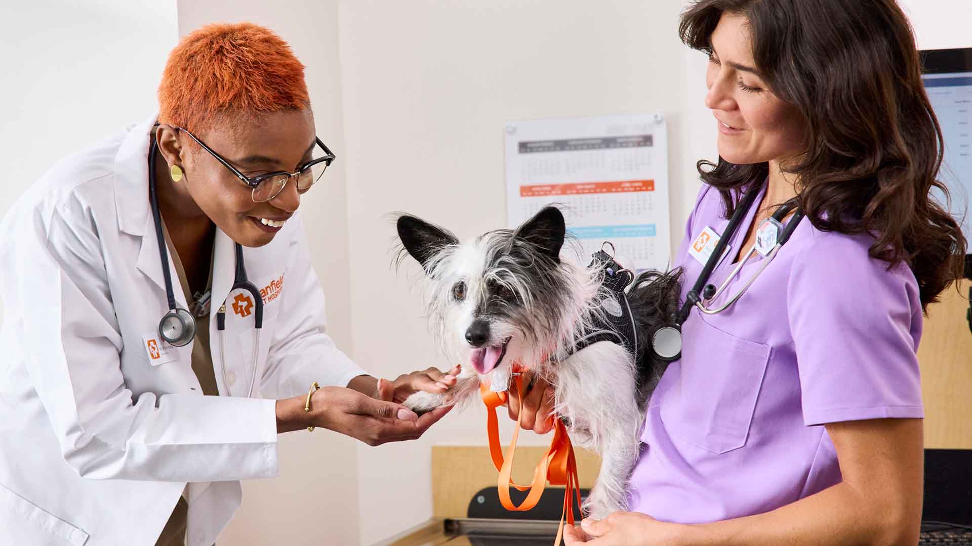 Two Banfield veterinary professionals examine a small black and white dog.