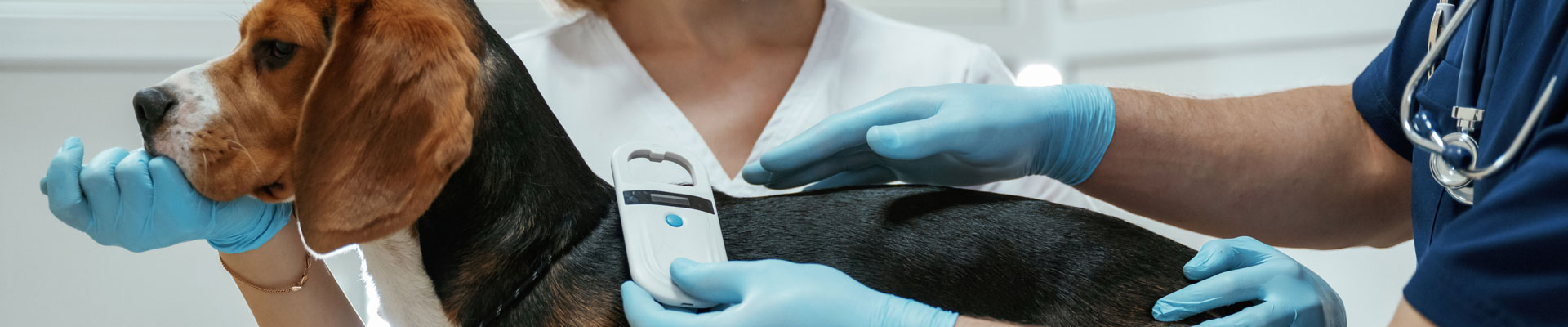 A Beagle in a vet office being scanned for a microchip
