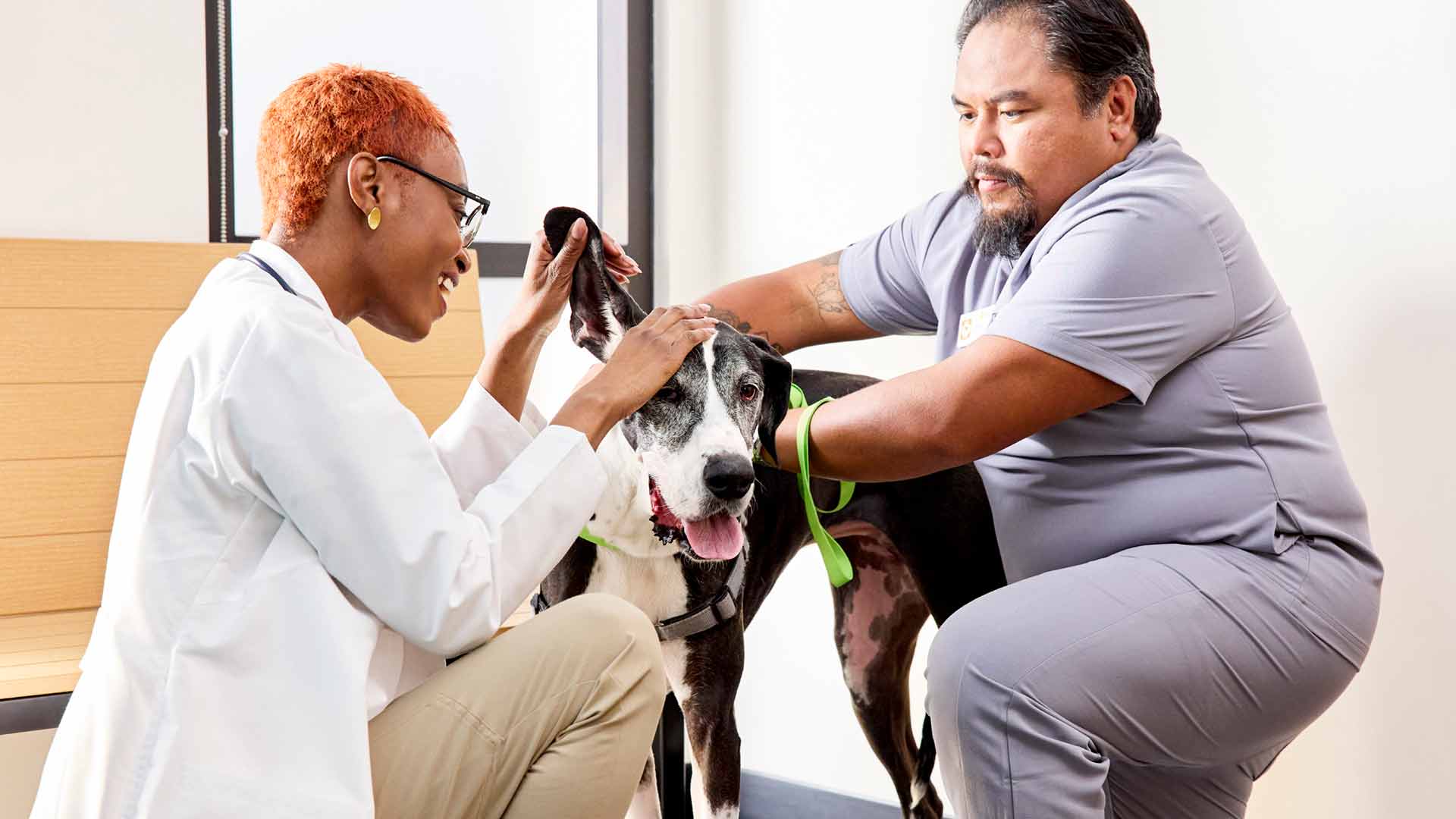 Keira Kienle, DVM, and a veterinary technician check a Great Dane's ears