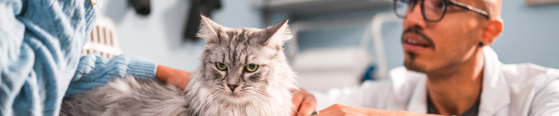 A Banfield veterinary professional examines a fluffy gray cat.
