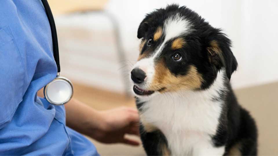 An adorable black, brown, and white puppy stares inquisitively at a Banfield veterinary professional
