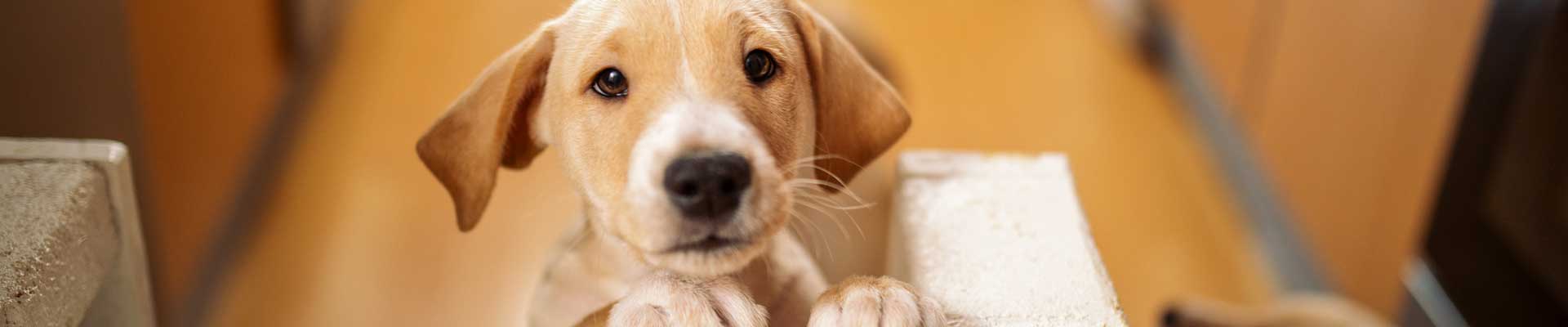 An adorable tan puppy looking at the viewer