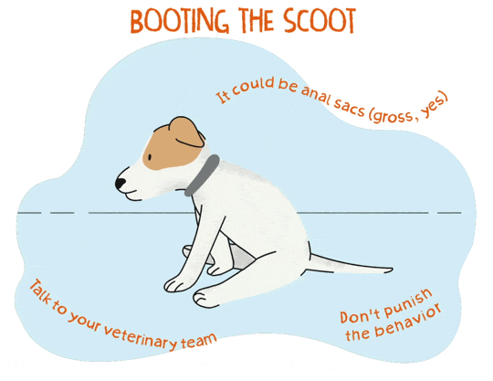 An illustrated gif of a puppy scooting their bottom across the floor