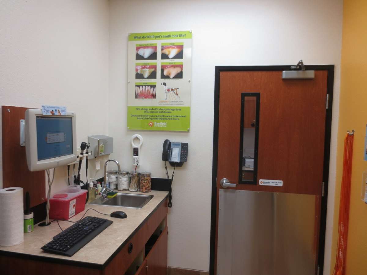 A view of the Citrus Heights Banfield hospital exam room