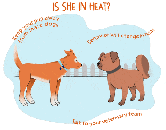 Illustration of an orange dog looking at a brown dog