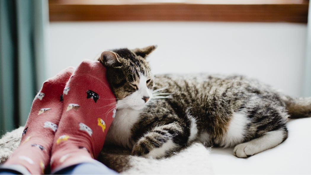 A cat laying in a blanket