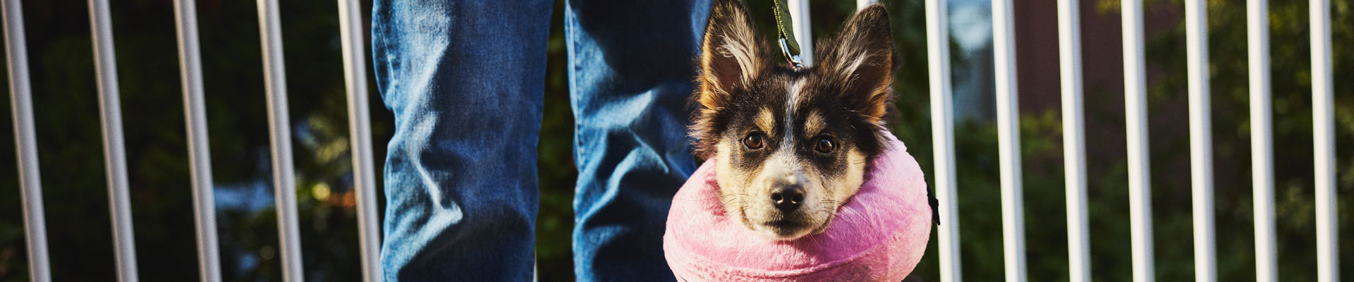 A puppy wearing a pink postoperative surgery pillow