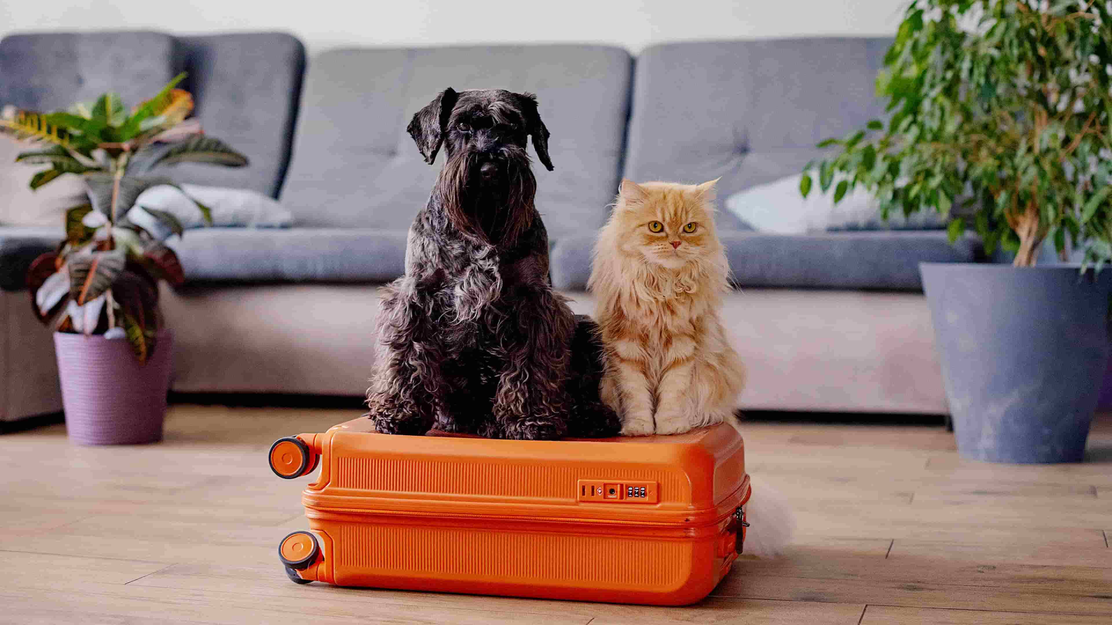 A black dog and an orange cat sitting on a suticase