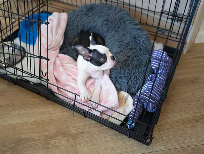 A black and white puppy sits in a crate with blankets