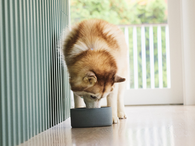 A brown Siberian Husky eats out of a dog food bowl