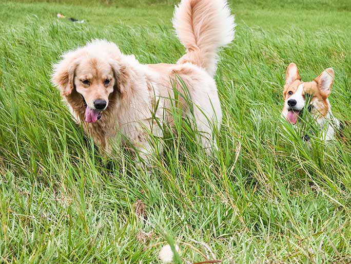 A Golden Retriever and a Corgi play in long grass
