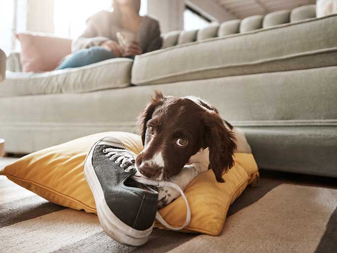 A brown and white puppy chewing on a black sneaker