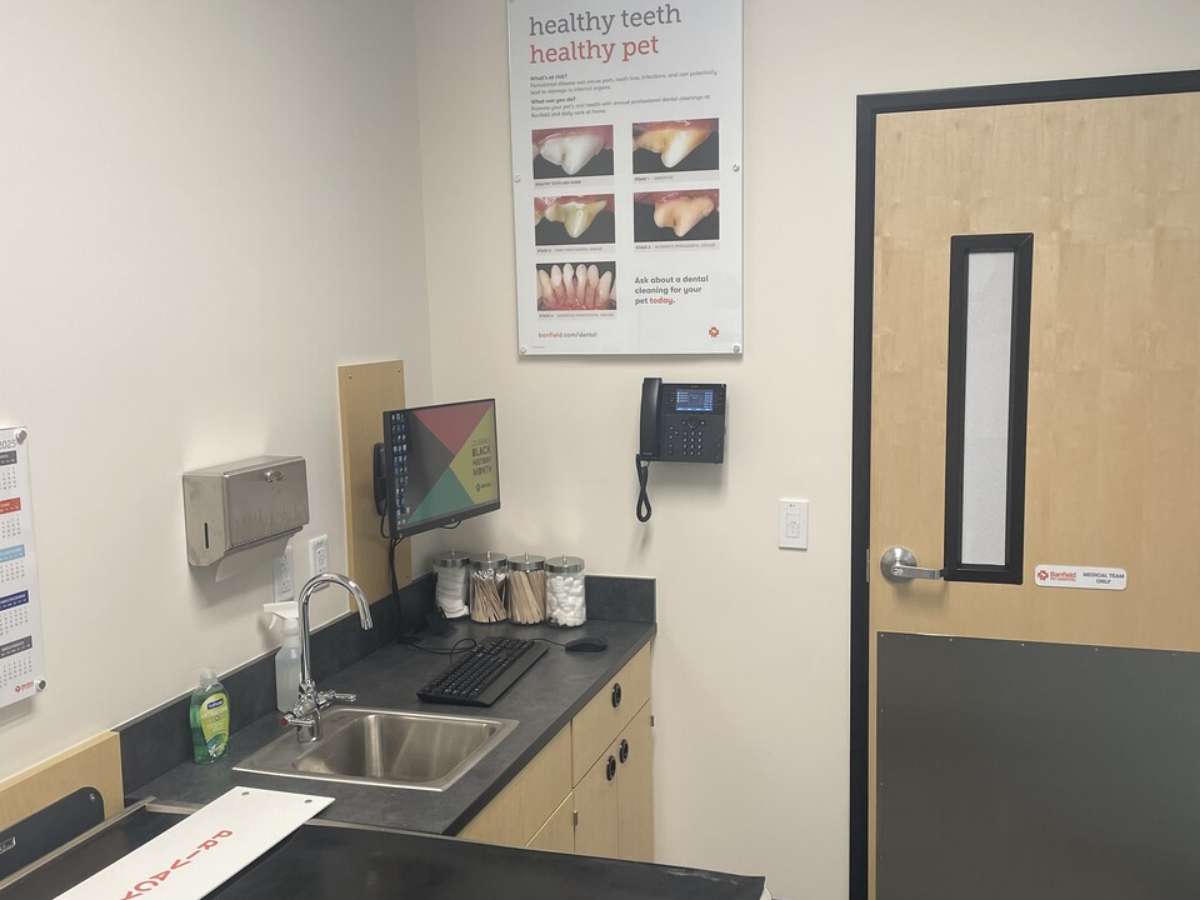 An alternate view of the Avondale Fiesta Banfield hospital exam room