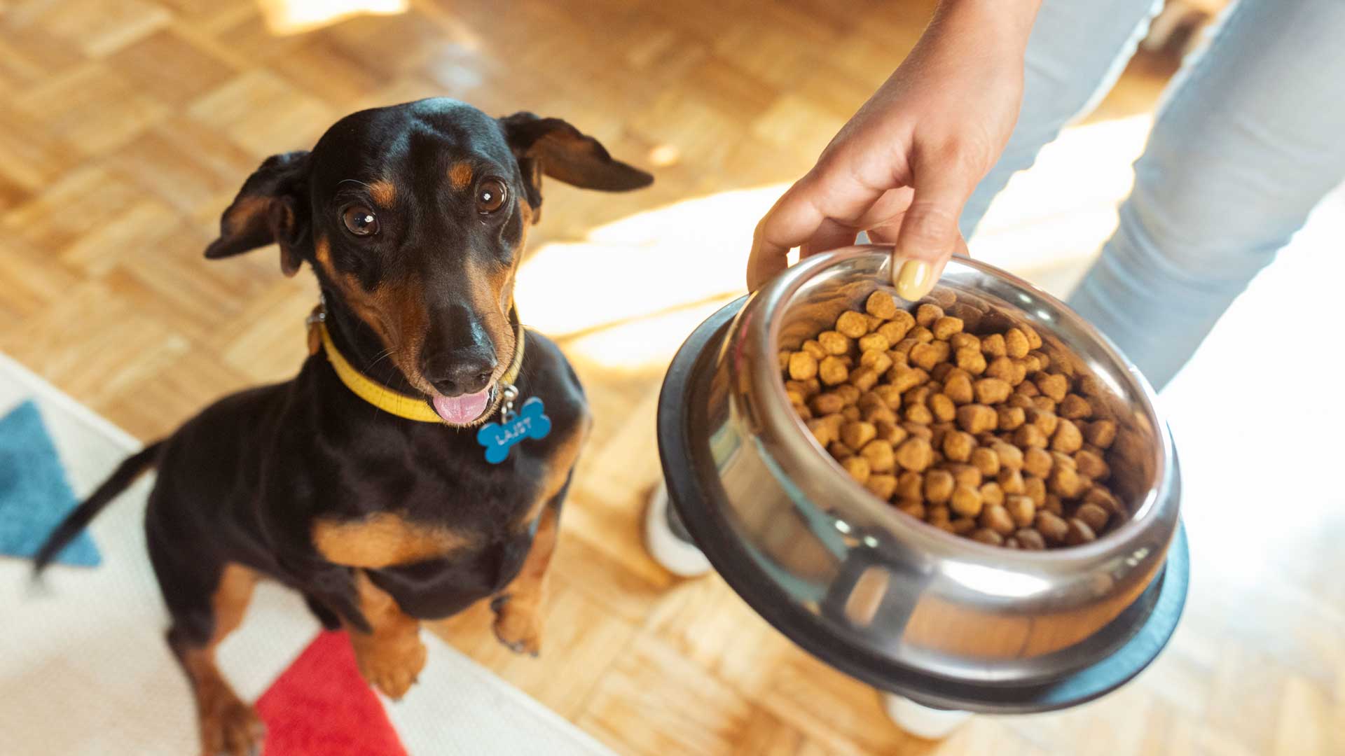 A Dachshund eagerly awaiting a bowl of food from their owner