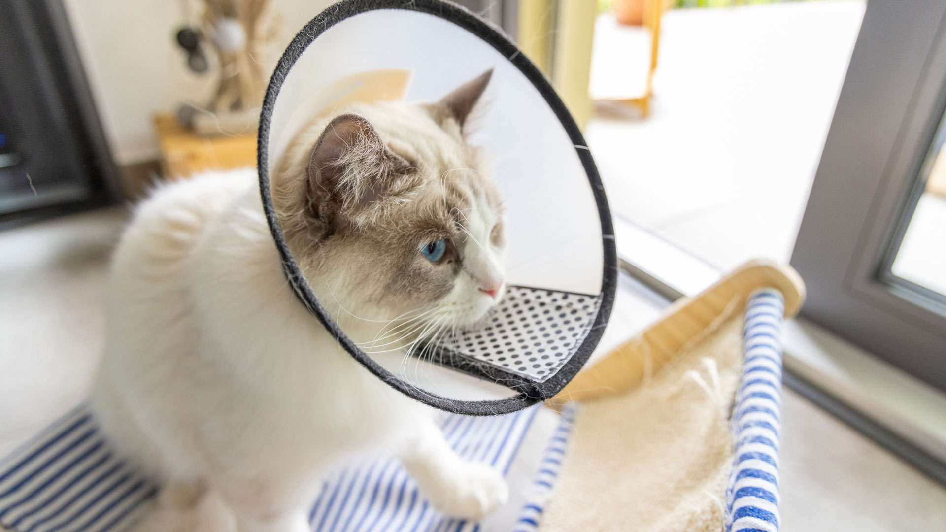 A fluffy white kitten wearing a post-surgery E-collar