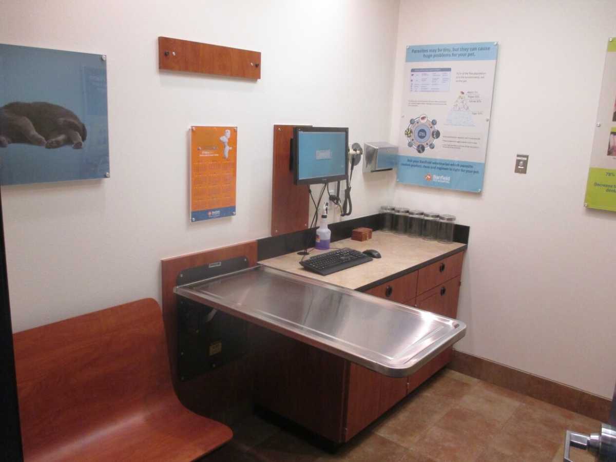 The Banfield - Modesto hospital exam room and exam table