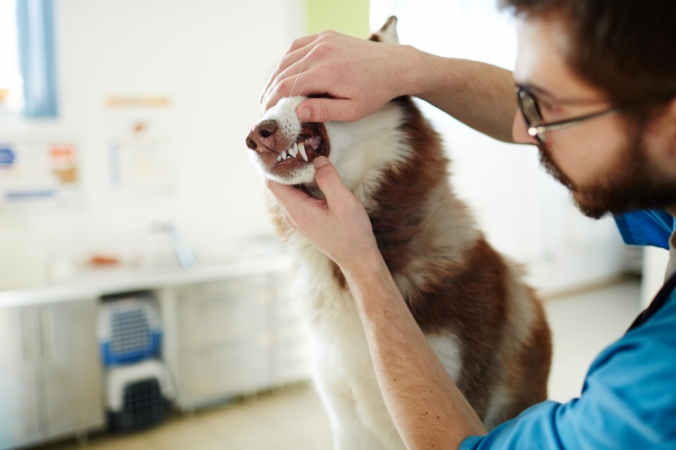  A husky getting its teeth inspected