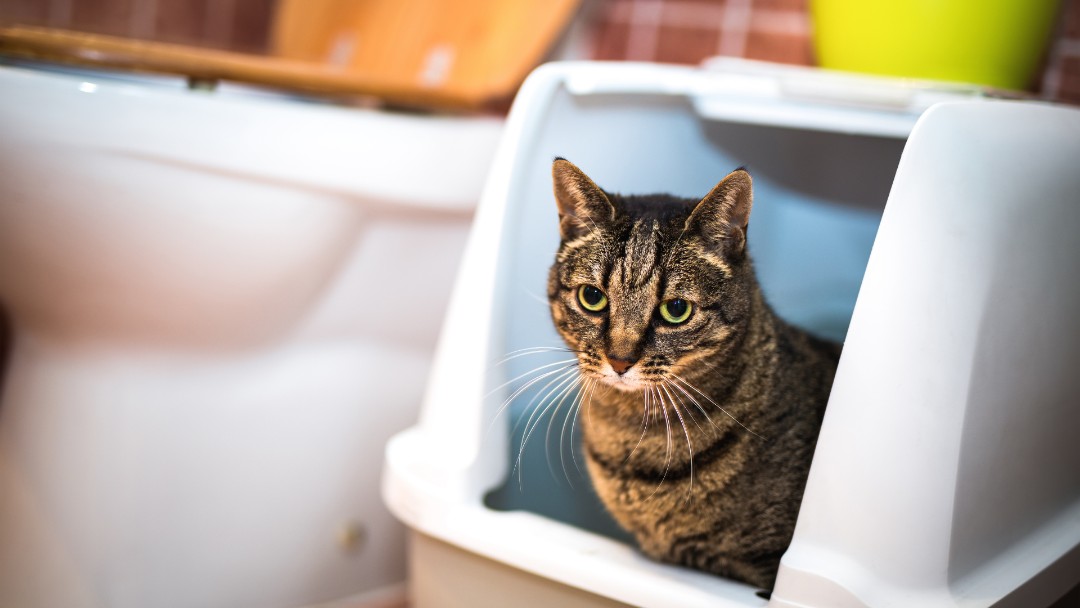 A Tabby cat in its litter box