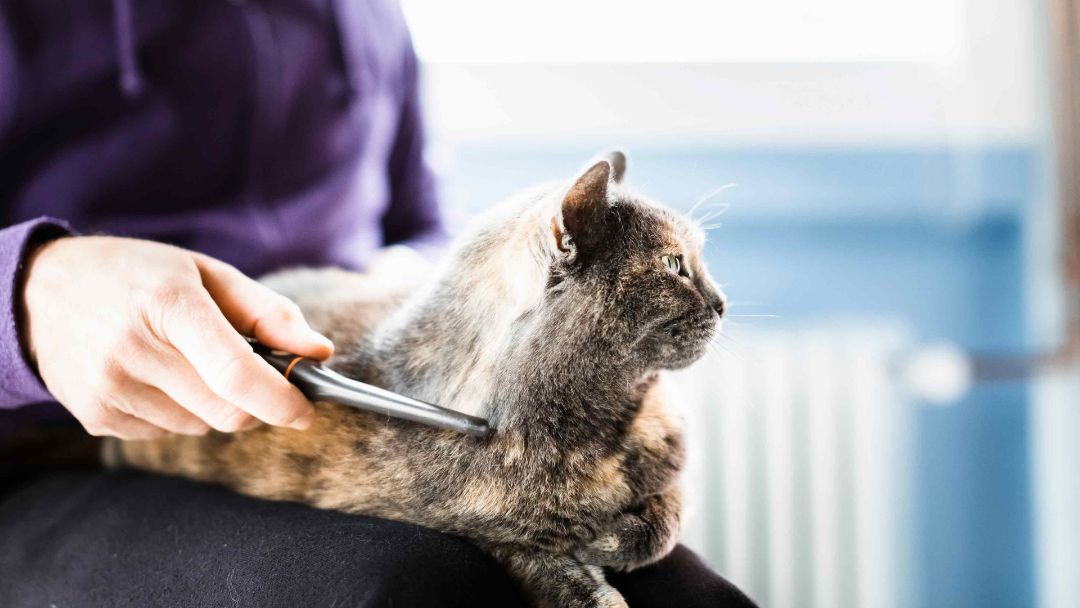 A cat getting groomed by their owner