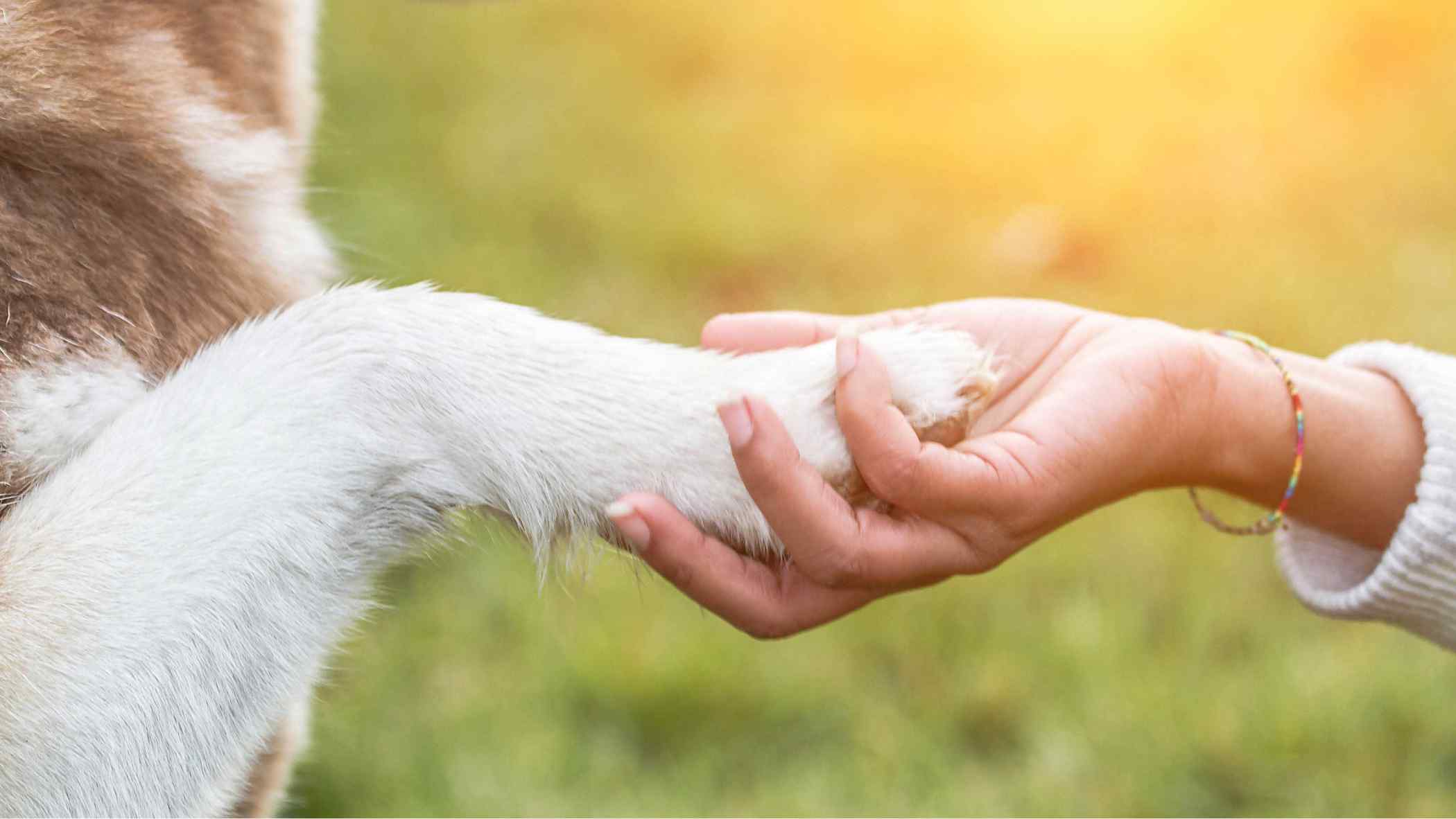 A dog giving its human a handshake