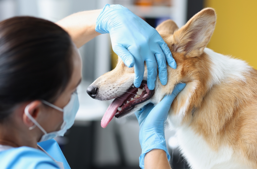 A doctor examining a dog's tooth