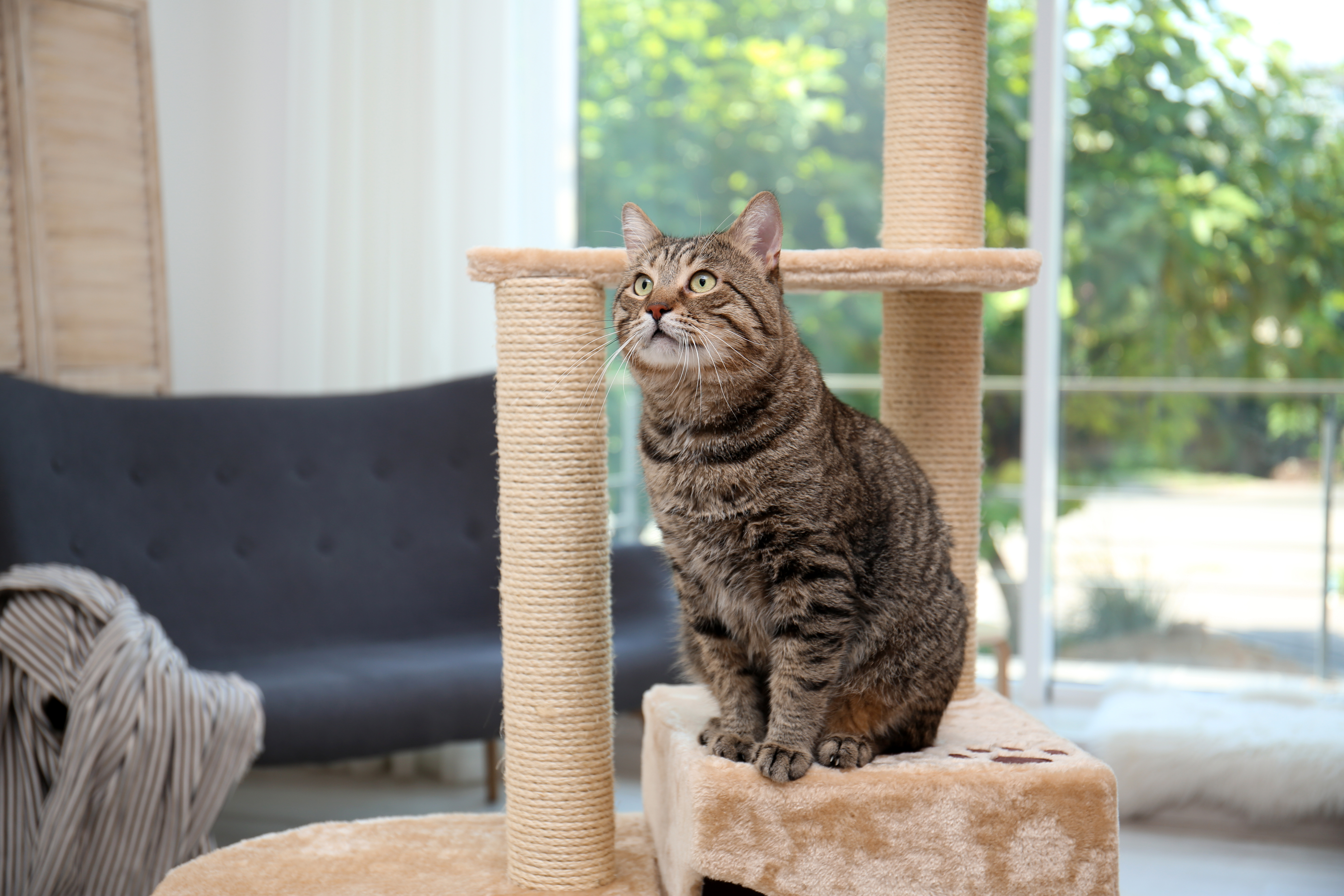 A tabby cat on a cat tree