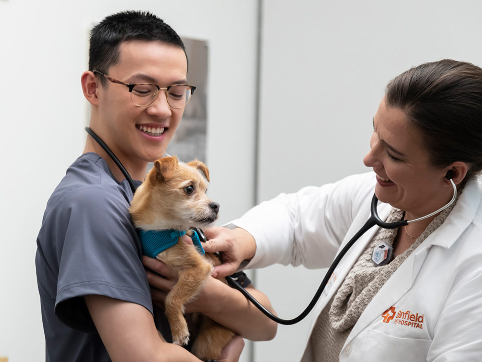 Two Banfield veterinary professionals examining a small dog