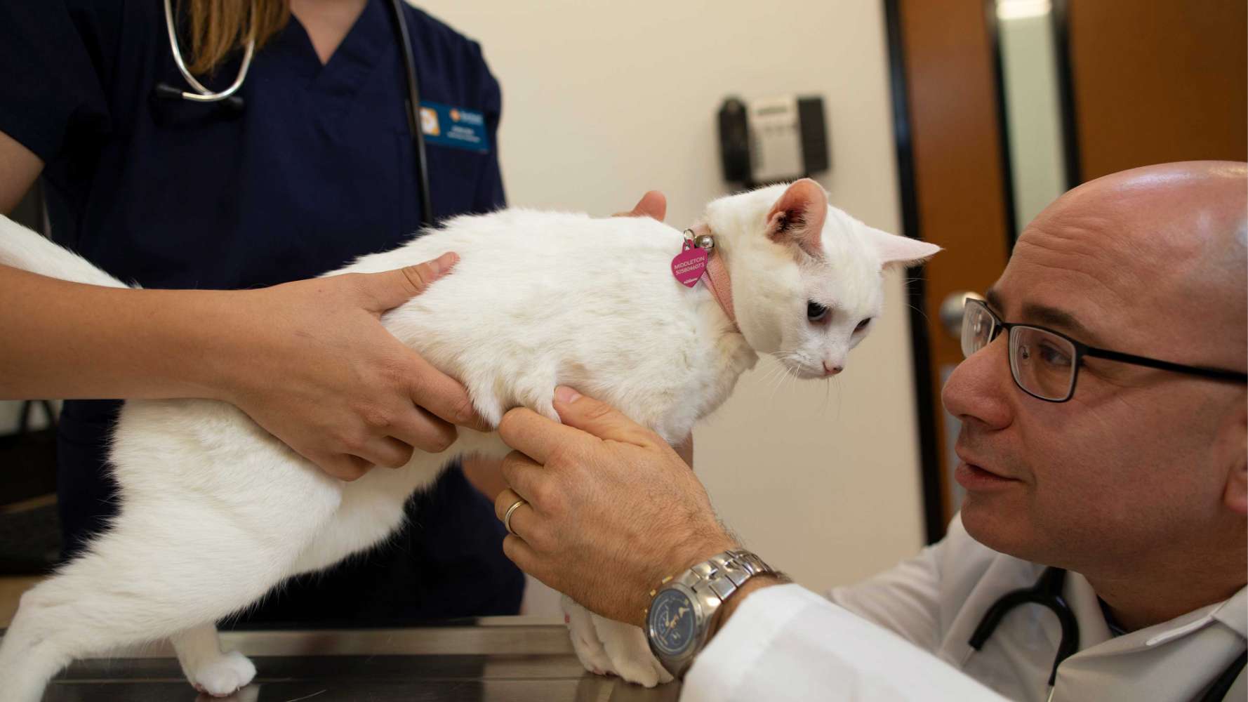 Ari Zabell, DVM, Banfield Pet Hospital 