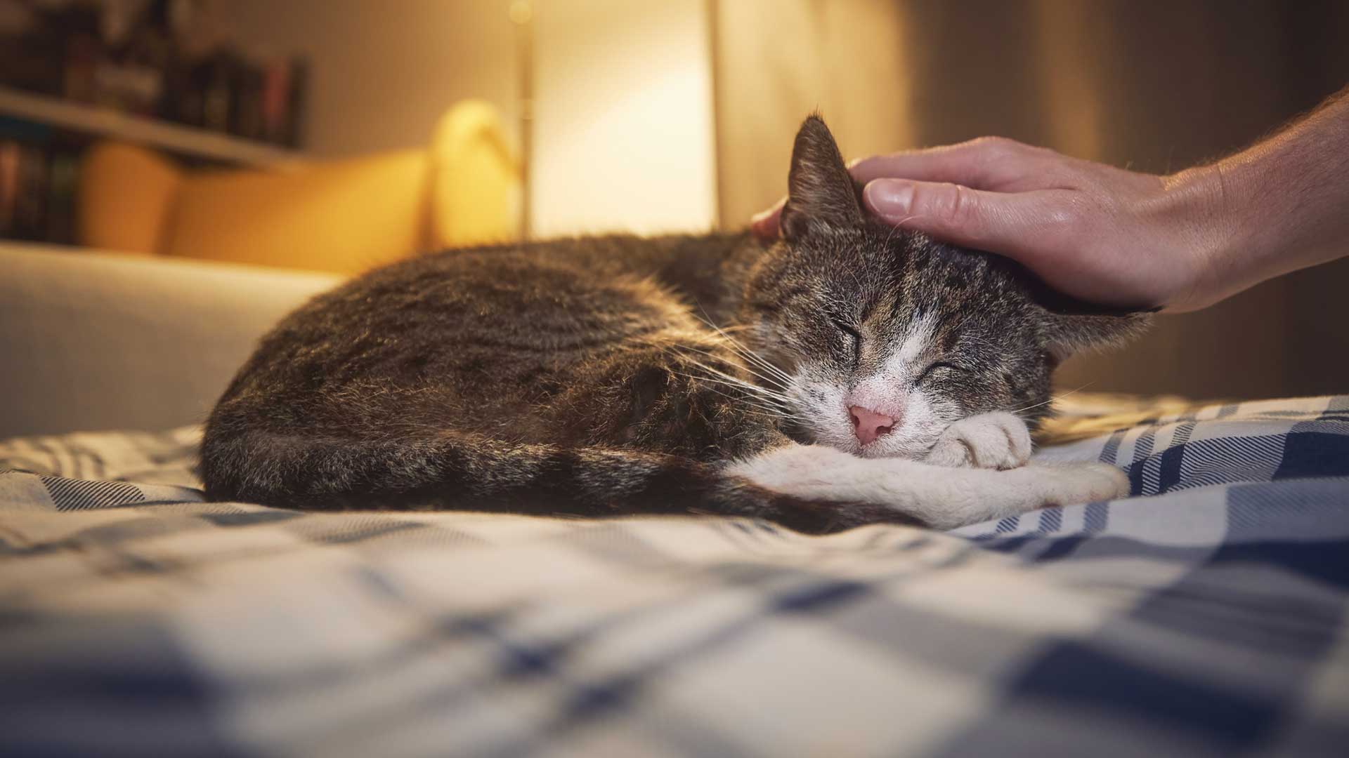 Signs of cancer in pets