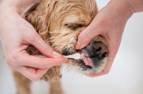 A dog getting its tooth examined