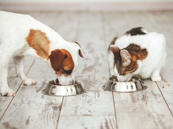 A cat and dog eating next to each other