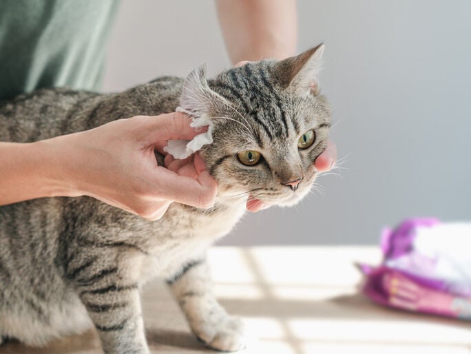 A cat getting its ear examined