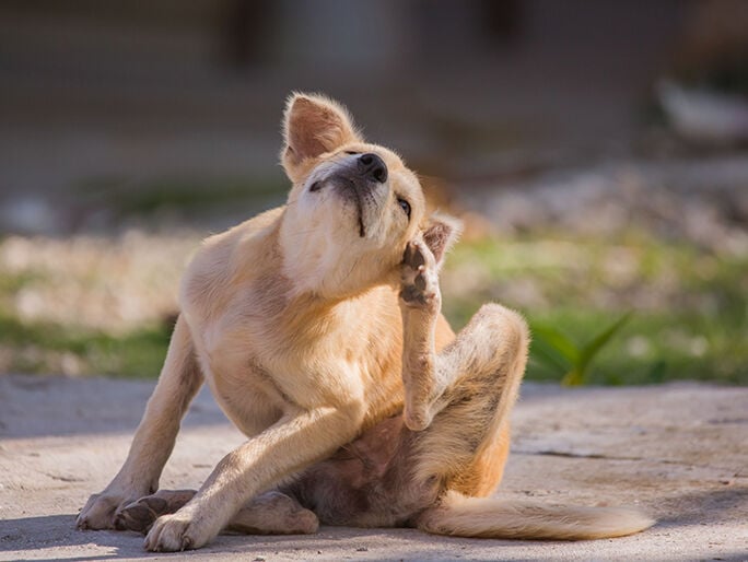 A gold dog scratching behind its ear