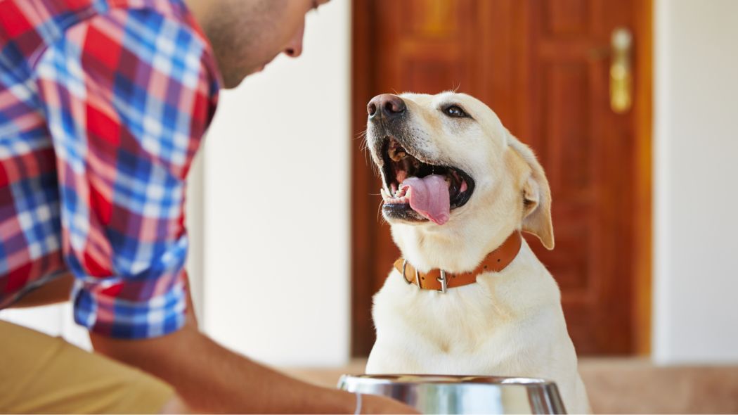 owner keeping food to his dog
