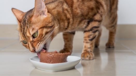 cat eating food