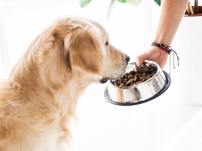 A golden dog eating out of a silver bowl