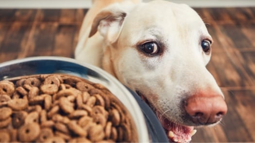 dog waiting for food