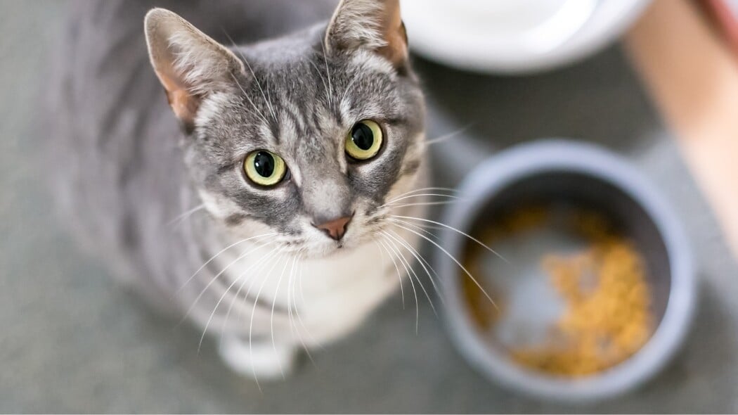 cat food dish