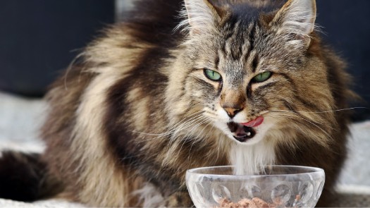 cat eating food